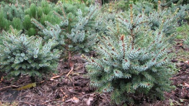 Description of Serbian spruce Nana