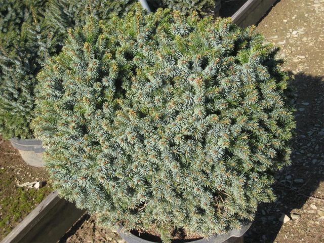 Description of Serbian spruce Nana