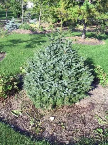 Description of Serbian spruce Nana