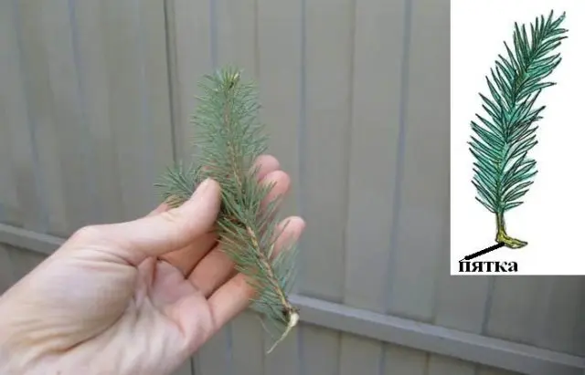 Description of spruce Echiniformis