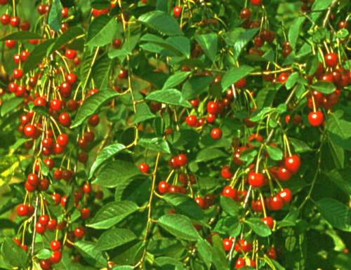 Description of the Apukhtinskaya cherry variety with photo and video