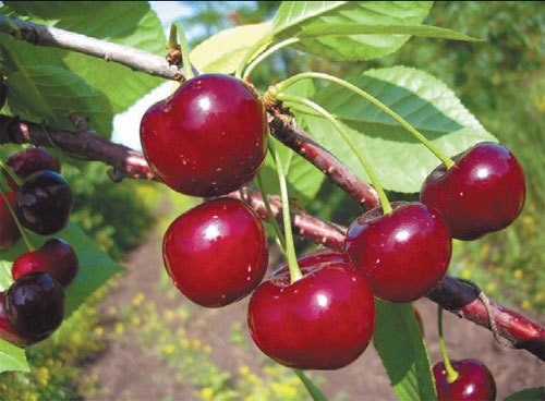 Description of the Apukhtinskaya cherry variety with photo and video