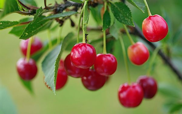 Description of the Apukhtinskaya cherry variety with photo and video