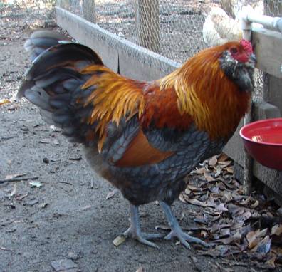 Description of the breed of chickens Ameraukana, features + photo