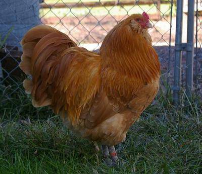 Description of the breed of chickens Ameraukana, features + photo