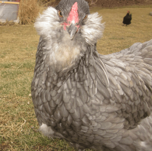 Description of the breed of chickens Ameraukana, features + photo