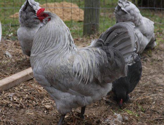 Description of the breed of chickens Ameraukana, features + photo