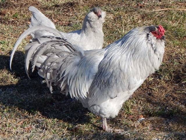 Description of the breed of chickens Ameraukana, features + photo