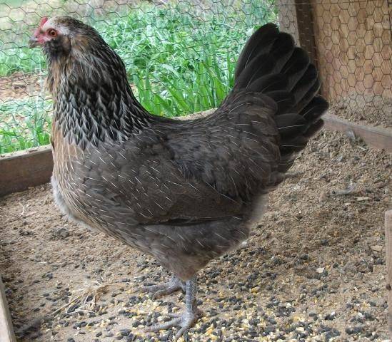 Description of the breed of chickens Ameraukana, features + photo