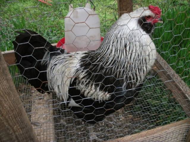 Description of the breed of chickens Ameraukana, features + photo