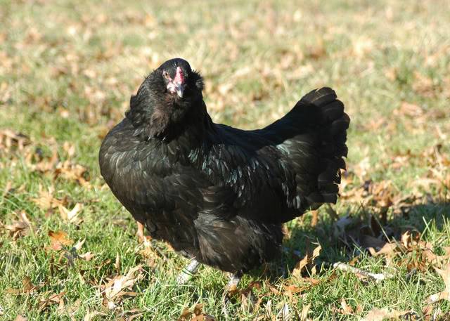 Description of the breed of chickens Ameraukana, features + photo