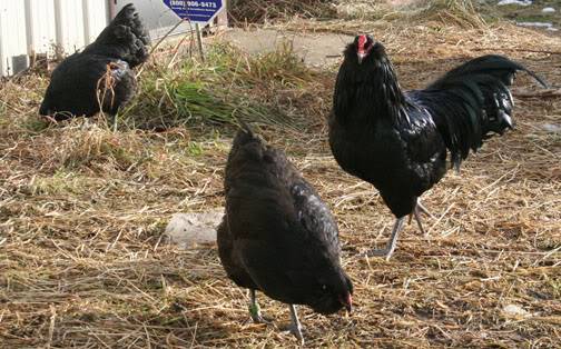 Description of the breed of chickens Ameraukana, features + photo