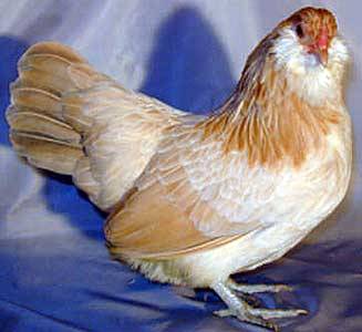 Description of the breed of chickens Ameraukana, features + photo