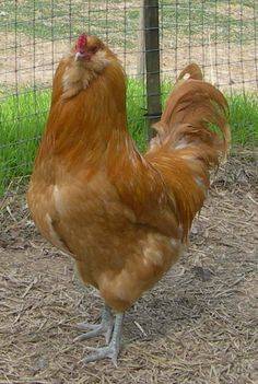 Description of the breed of chickens Ameraukana, features + photo