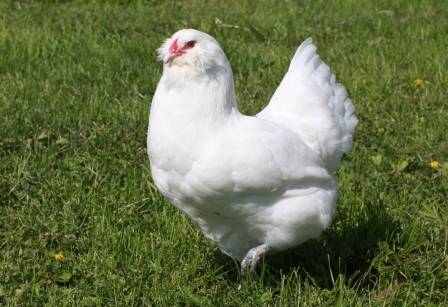 Description of the breed of chickens Ameraukana, features + photo