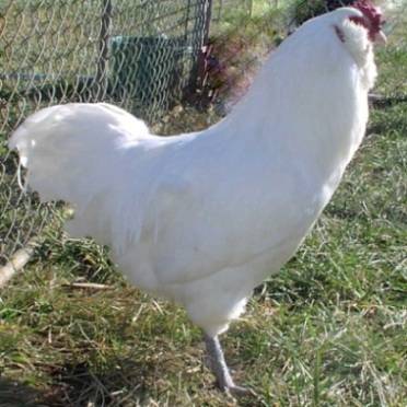 Description of the breed of chickens Ameraukana, features + photo