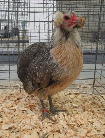 Description of the breed of chickens Ameraukana, features + photo