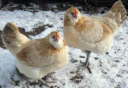 Description of the breed of chickens Ameraukana, features + photo