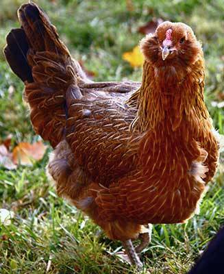 Description of the breed of chickens Ameraukana, features + photo