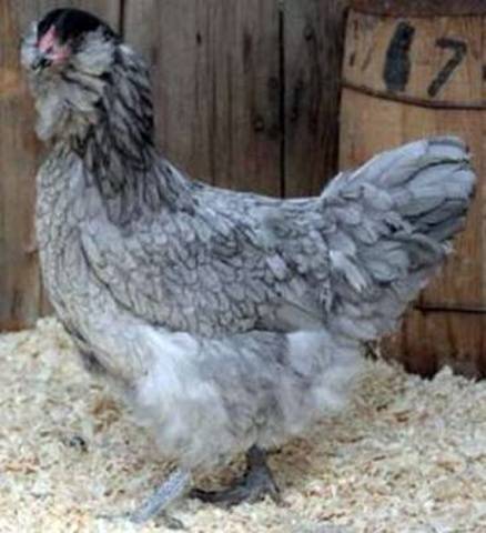 Description of the breed of chickens Ameraukana, features + photo