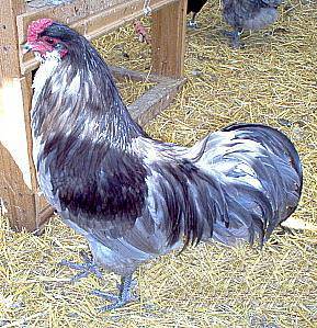 Description of the breed of chickens Ameraukana, features + photo