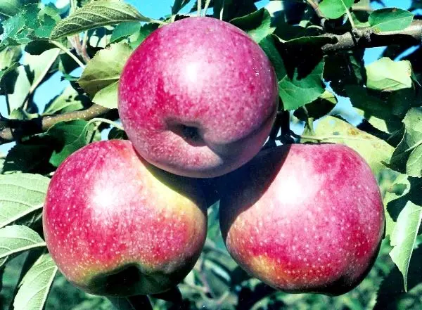 Description of the Florina apple variety with photo and video