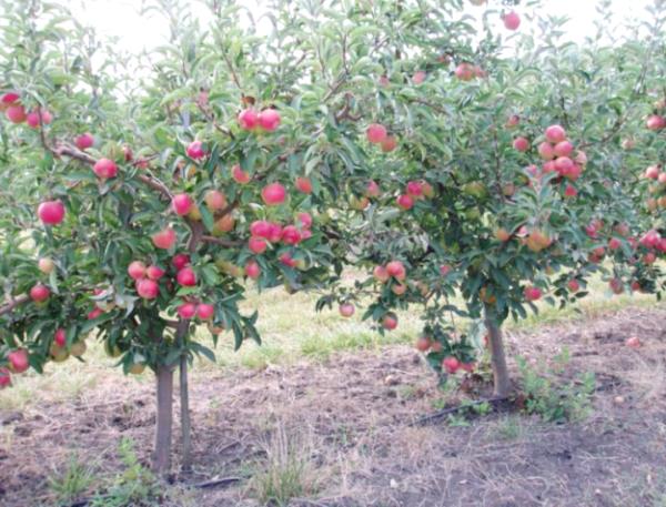 Description of the Florina apple variety with photo and video