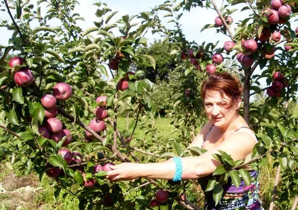 Description of the Florina apple variety with photo and video