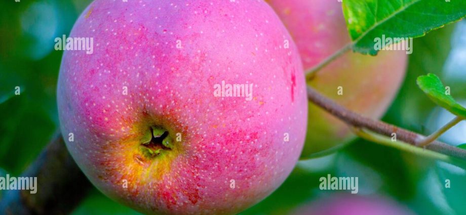 Description of the Florina apple variety with photo and video – Healthy