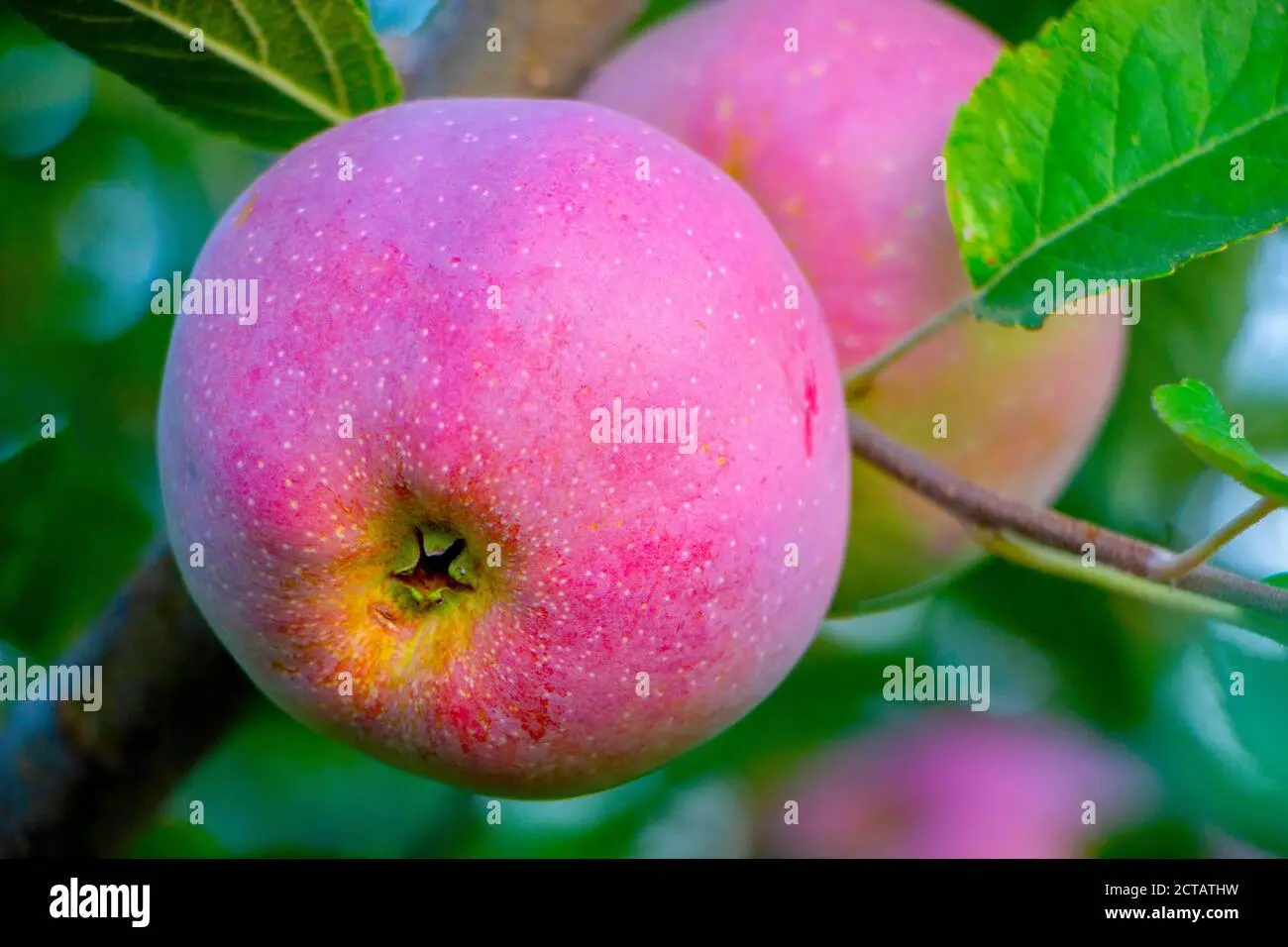 Description of the Florina apple variety with photo and video