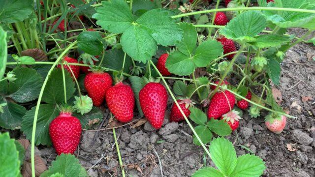 Description of the garden strawberry variety Brilla (Brilla)