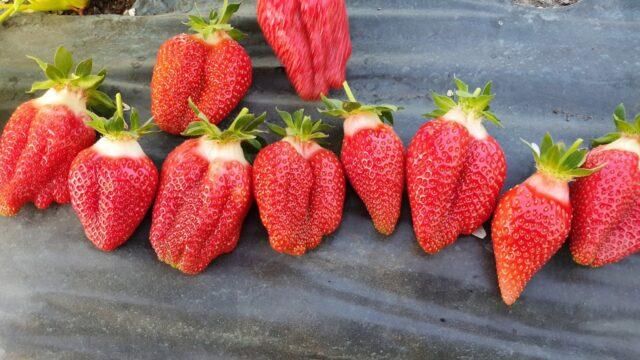 Description of the garden strawberry variety Brilla (Brilla)