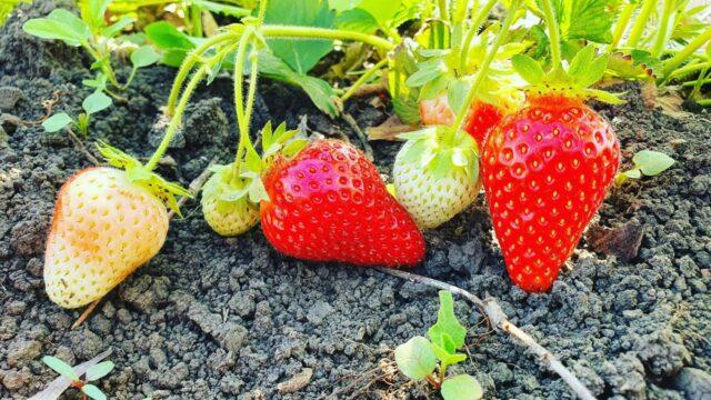 Description of the garden strawberry variety Brilla (Brilla)