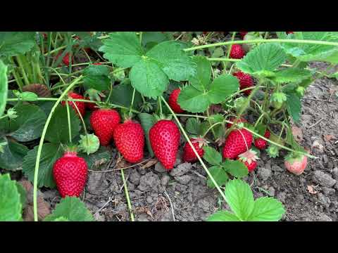 Description of the garden strawberry variety Brilla (Brilla)