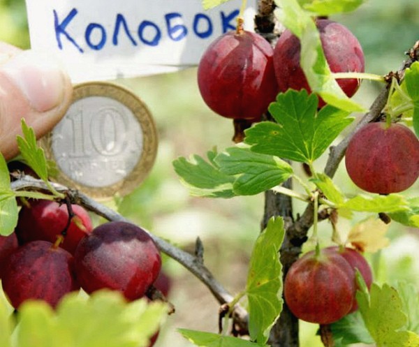 Description of the gooseberry variety Kolobok - plodovie.ru