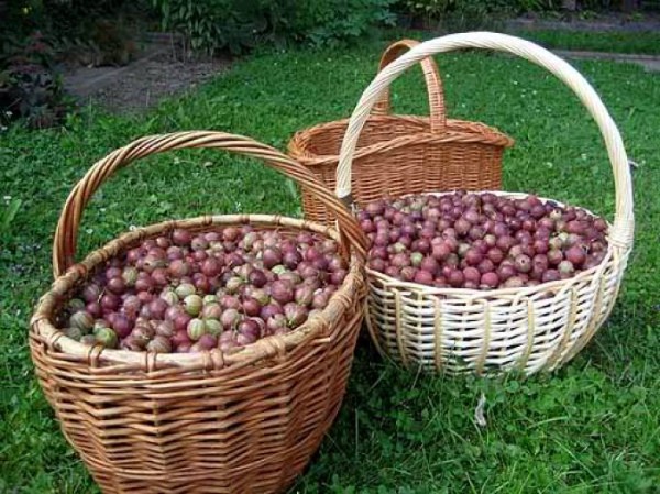 Description of the gooseberry variety Kolobok - plodovie.ru