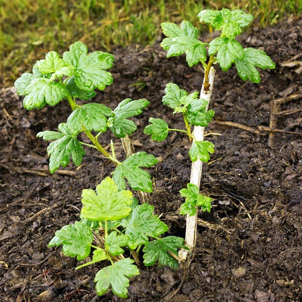 Description of the gooseberry variety Kolobok - plodovie.ru