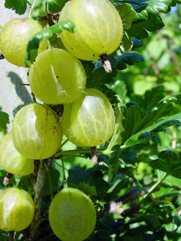 Description of the gooseberry variety Kolobok &#8211; plodovie.ru