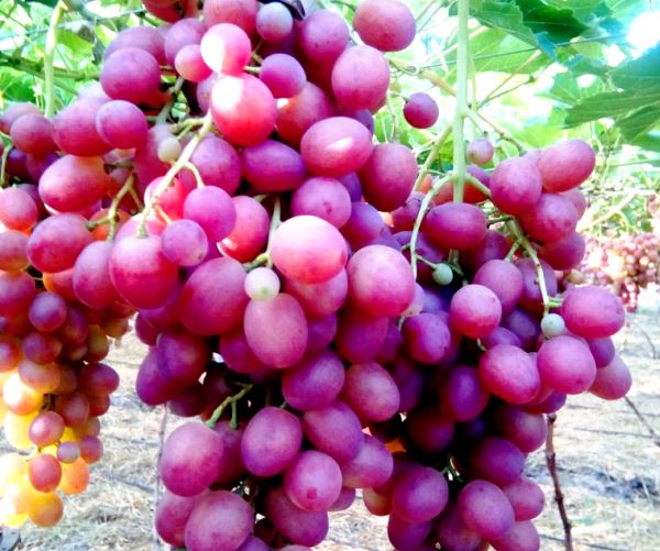 Description of the grape variety Libya with photo and video