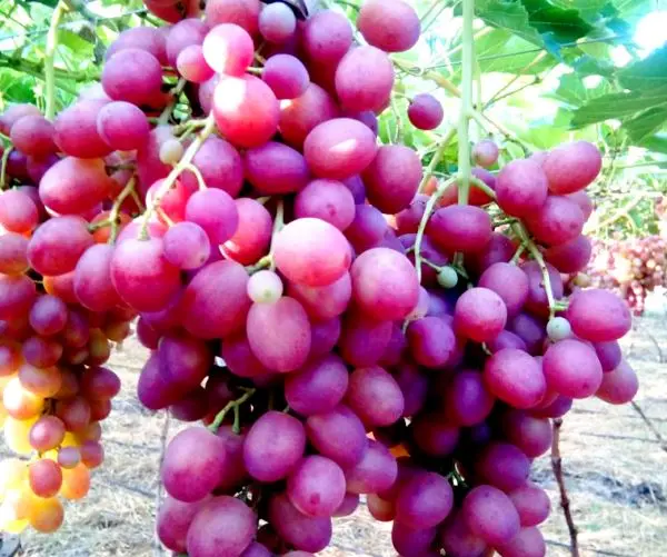 Description of the grape variety Libya with photo and video