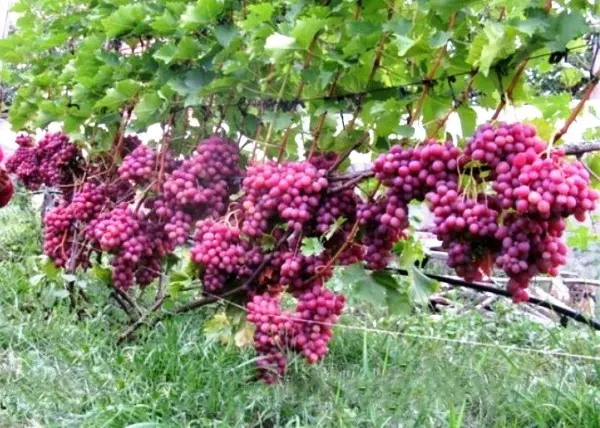 Description of the grape variety Libya with photo and video