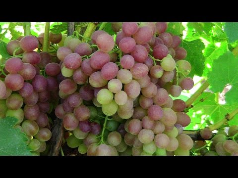 Description of the grape variety Libya with photo and video