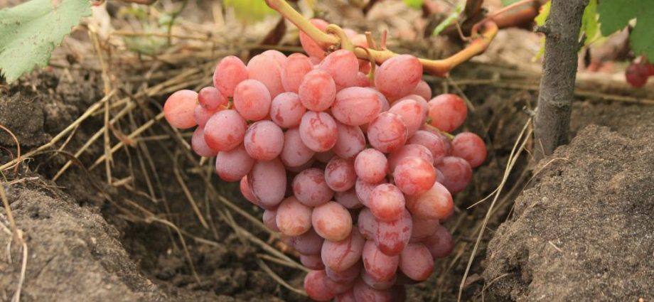 Description of the grape variety Libya with photo and video