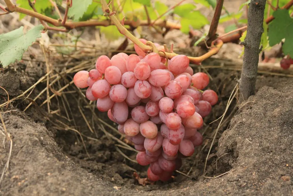 Description of the grape variety Libya with photo and video