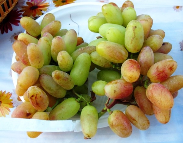 Description of the grape variety Sensation and its benefits