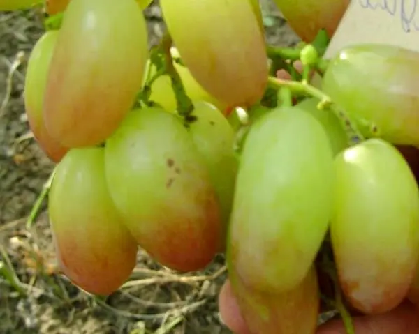 Description of the grape variety Sensation and its benefits