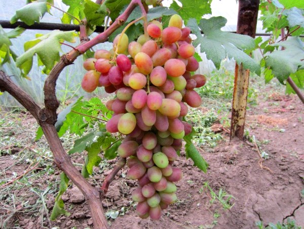 Description of the grape variety Sensation and its benefits