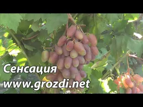 Description of the grape variety Sensation and its benefits