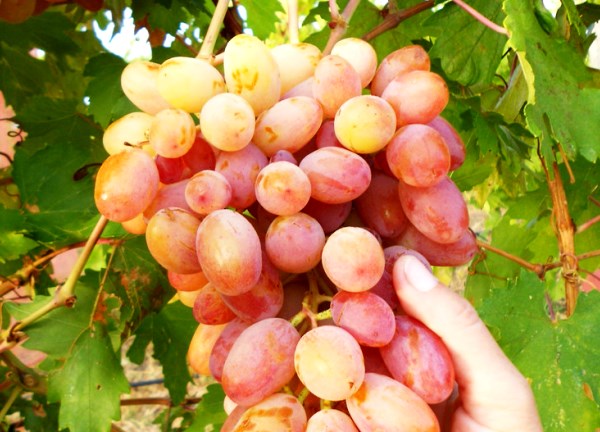 Description of the Julian grape variety and its advantages