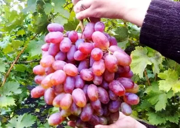 Description of the Julian grape variety and its advantages